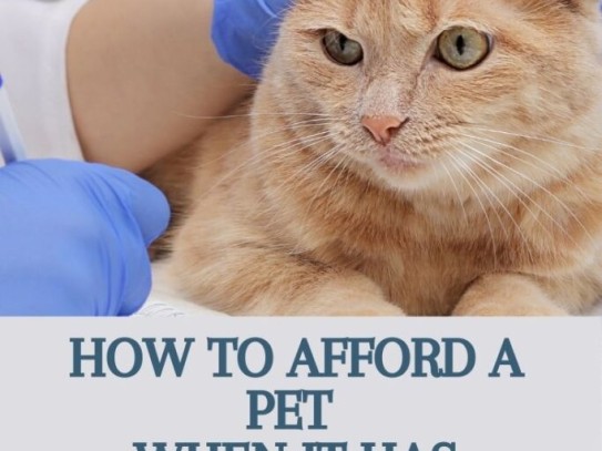  "The Ultimate Guide to Pets: A Comprehensive Overview of Pet Care and Companionship"