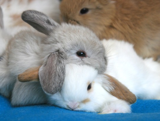 Is a Rabbit a Good Pet: A Comprehensive Guide to Owning a Bunny