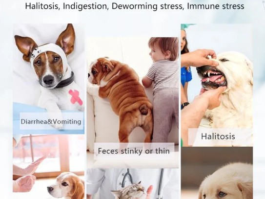  "Finding the Right Pet Allergist: Your Guide to Managing Pet Allergies Effectively"