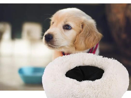  "Top 10 Engaging Activities to Play with Your Pets: Fun Ideas for Quality Time"