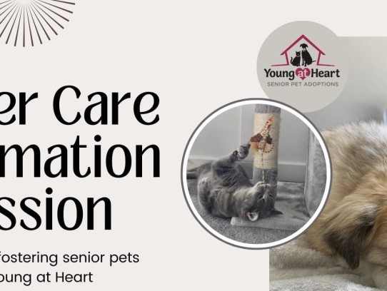  Cottage Pet Hospital: Your Trusted Partner in Pet Care