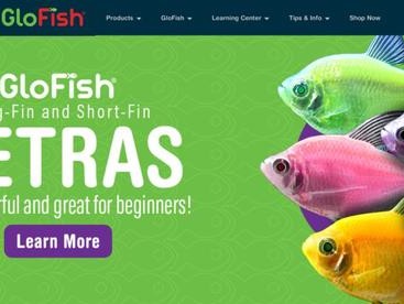 Family Pet Fish Care Tips for Aquarium Enthusiasts in Nashua, NH