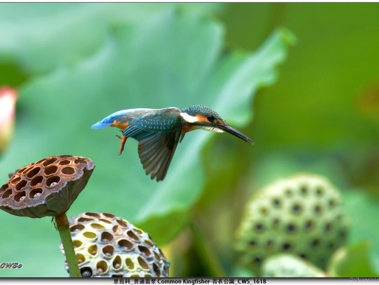  Exploring Common Pet Fish: A Comprehensive Guide to Popular Aquarium Choices (Common Pet Fish NYT)