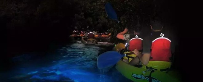  Discover the Best Kayaking Experiences in St. Pete, FL: A Guide to Kayaking St. Pete, FL