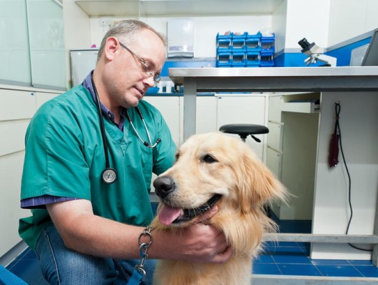  Discover the Best Bay State Pet Care Services for Your Furry Friends