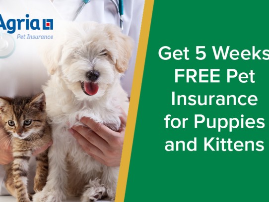  Understanding the Figo Pet Insurance Waiting Period: What Pet Owners Need to Know